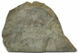 Cruziana (Fossil Trilobite Trackway) - Indiana #325672-1